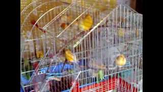 Стадо канарчета в действие