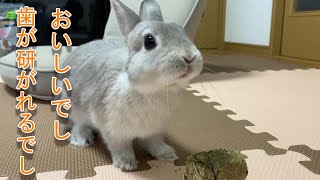 うさぎのポポがでっかい牧草キューブの感想を言うよ