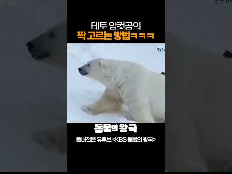 수컷 곰 체력 테스트 시키는 암컷ㄷㄷㅣ북극곰과 몰래 카메라 - 북극여행의 갈림길 #북극곰 #BBC #shorts