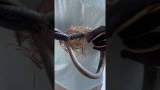 Famous Saving a snake that was tangled in landscaping mesh. Profile