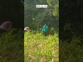ram ram bhaiyo #shorts #shortsfeed #viral #viralshorts #fyp