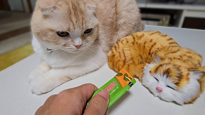 売れ残った子猫にチュールをあげると先住猫と犬が大変なことに...