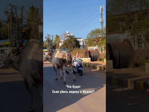 Что будет если убить корову в Индии?! #travel #video #индия #shotrs #неприкасаемые #путешествия