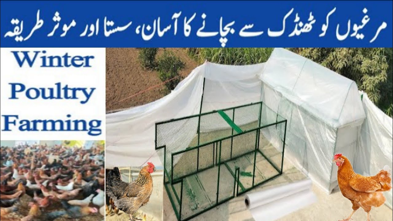 Managing chicken coop temperature in winter with polythene murgiyon