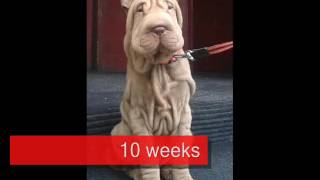 Shar pei Balú growing up step by step 15 months