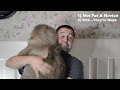 Owning a pet Wolfdog / Wolf Hybrid - YouTube