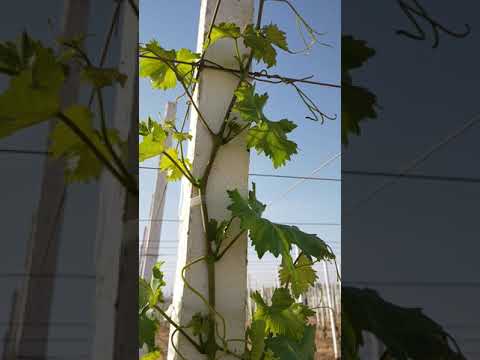 فيديو: الخريف تجهيز وتقليم العنب