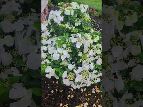 Blooming - Proven