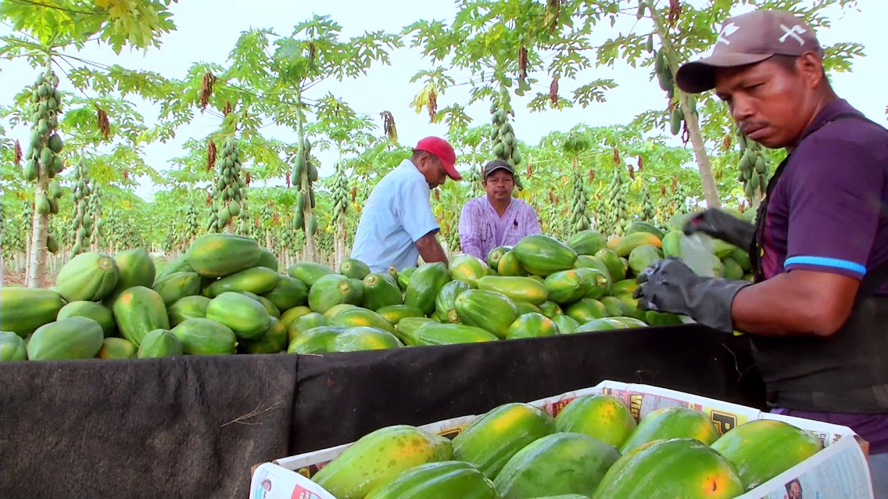 Agricultura al Día / Así es un cultivo de papaya YouTube Agricultura al Día / Así es un cultivo de papaya YouTube