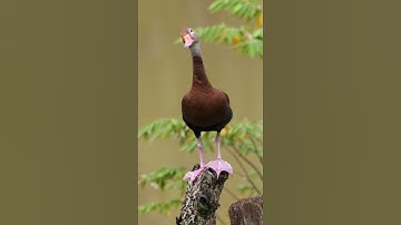 Black-bellied Whistling-Duck #shorts
