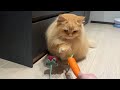 Trick &amp; Treat with My Cat - Day 7