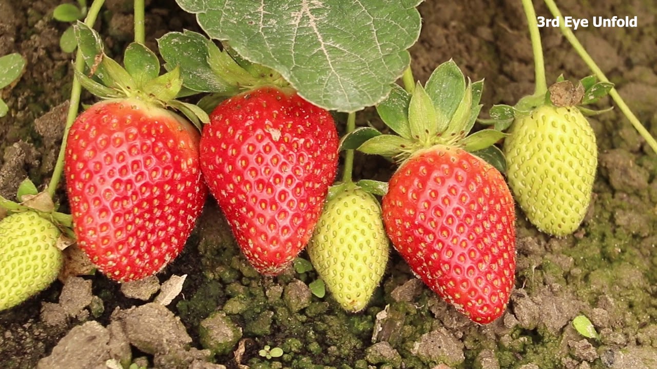 Strawberry Farm and Strawberry Plant Strawberry Farming in Bangladesh