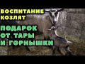 Подарок от Тары и Горнышки. Как приручить козлят.