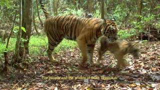 Realities of Unsustainable Palm Oil Bukit Tigapuluh, Sumatra 201606