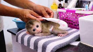 Baby monkey gets diaper changed