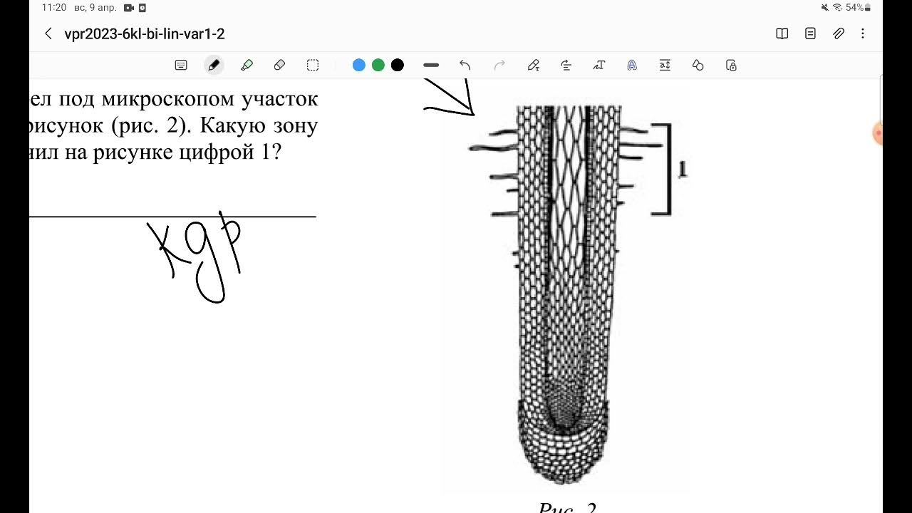 ВПР по биологии 6 класс 2024. ВПР по биологии 6 класс 2023 год. ВПР по биологии 6 класс 2023-2024. ВПР по биологии 6 класс 2023 с ответами.