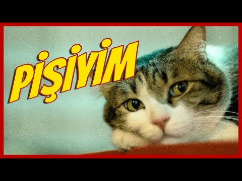 Video: Açıq Pişiyim Hansı Aşılara Ehtiyac Duyur?