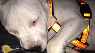 Dog snoring keeping us awake