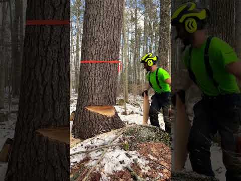 Will Comed Come Out And Cut Down A Pine Tree
