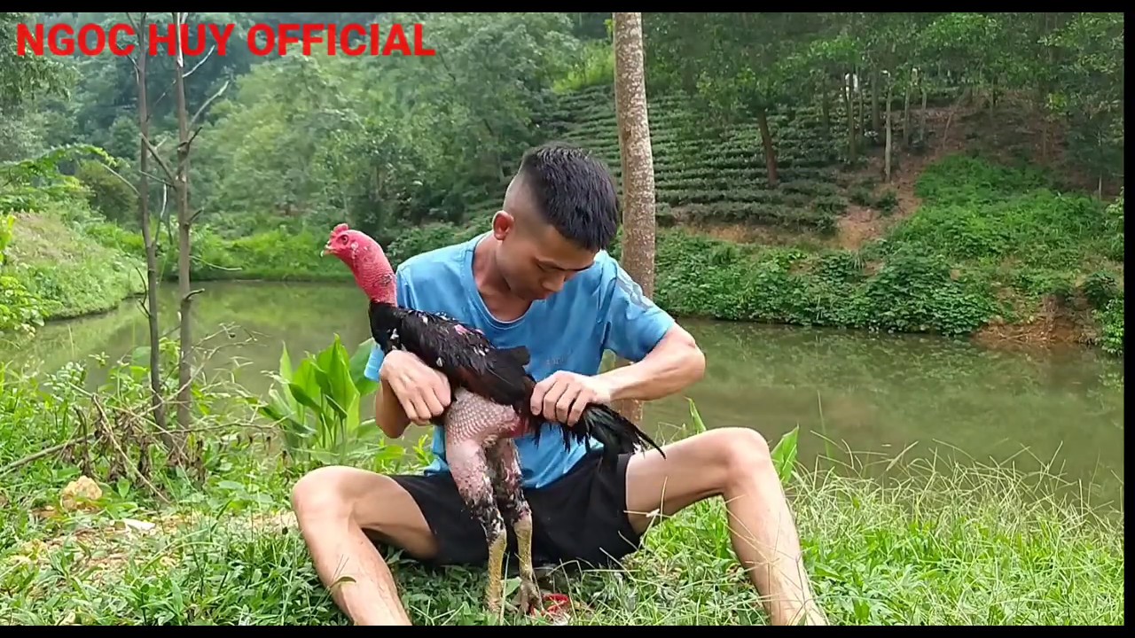 Cắt Lông Gà Chọi Và Tắm Cho Gà Chọi | NGOC HUY OFFICIAL - youtube