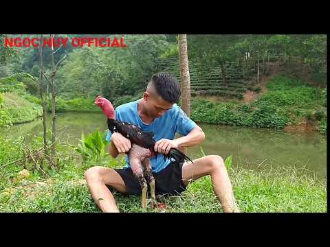 Video Cắt Lông Gà Chọi Và Tắm Cho Gà Chọi | NGOC HUY OFFICIAL - youtube