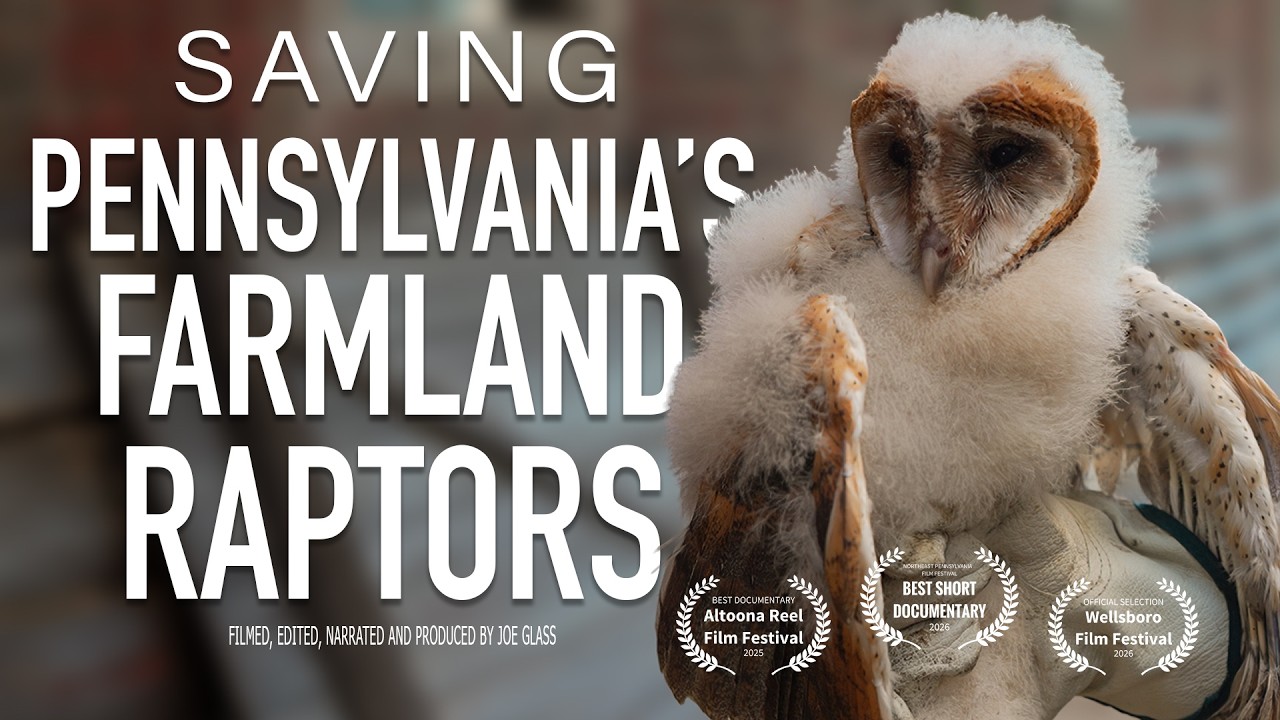 How an Environmental Center is Saving Farmland Raptors | Award Winning Wildlife Documentary