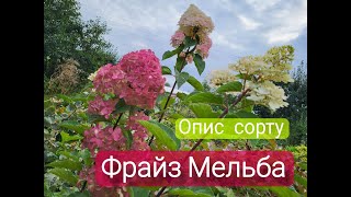 Гортензія волотиста Фрайз Мелба. Опис сорту.