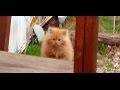 寒空の中、空腹に耐えられず庭にやって来たノラの子猫。人間の愛情を知らない子猫は、捕獲され・・・。【nekoの部屋】