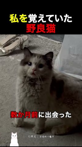 私を覺えていた野良猫