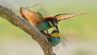 Accoppiamento è corteggiamento del gruccione (Merops Apiaster) Bird Italy Video fotografico.