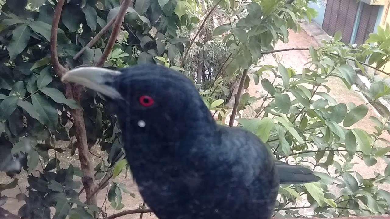 Visit of a Koel at your close glass window