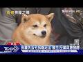 長者養寵物有「被需要感」!毛孩離世傷痛加劇 專家揭3招走出悲傷｜十點不一樣20260602 @TVBSNEWS01