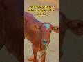 brandaban me hukam #chale RADHE    rani ka #viral video #farming