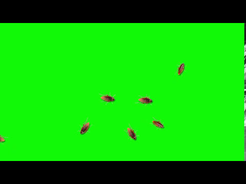 صراصير خلفية خضراء للمونتاج صرصور كروما خضراء 