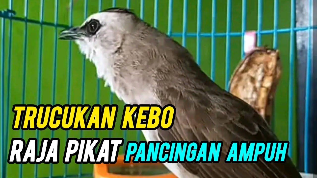TRUCUKAN GACOR || ROPEL PANJANG PANCINGAN TRUCUKAN LAIN CEPAT RESPON NYAUT