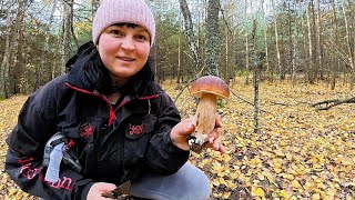 видео: Сезон Не Закриваємо. Грибів Багато. Збір Грибів у Кінці Жовтня картинка: Сезон Не Закриваємо. Грибів Багато. Збір Грибів у Кінці Жовтня