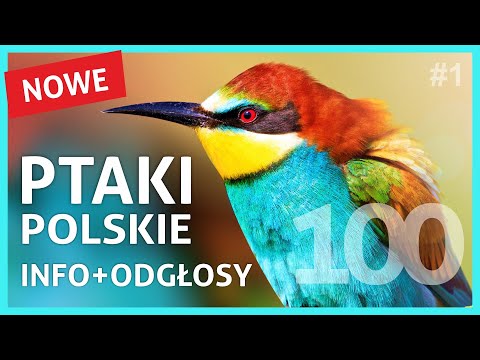 Ptaki Polskie - Nazwy, Wygląd i Śpiew Ptaków cz.1