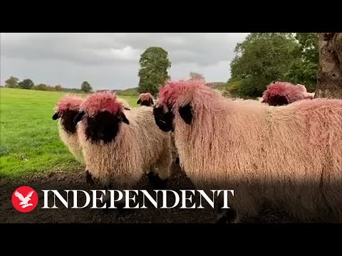 South Yorkshire sheep sport bright pink wool after feeder mishap
