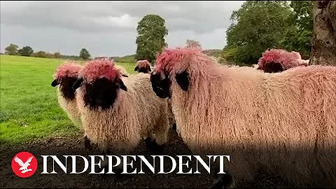 South Yorkshire sheep sport bright pink wool after...