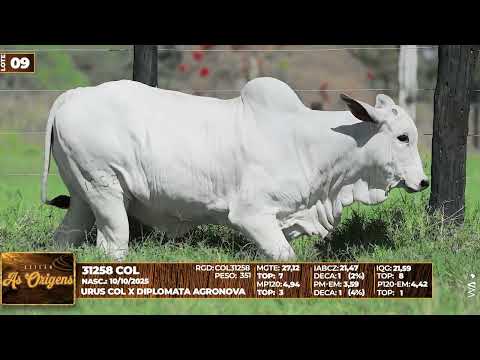 LOTE 09   31258 COL