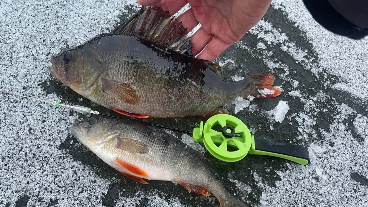 ЛОВЛЯ ОКУНЯ ЗИМОЙ НА БЕЗМОТЫЛКУ | Первый лед | Зимняя рыбалка