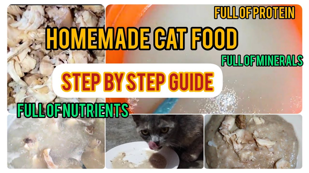 Healthy Homemade Persian Cat Food Recepie For Weight Gain Hair healthy-homemade-persian-cat-food-recepie-for-weight-gain-hair