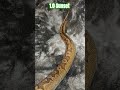 1.0 Sunset #sunset #gimli #snake #reptiles #breeding #python #pets #animals #shorts #shortsfeed #bp