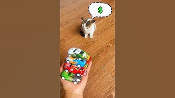 Cat Barsik🐱🌈🚗Cube Reverse video #MarbleRunandMore #satisfyingvideo #reversevideo #asmr #reverse