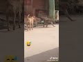 اضحك مع القرد والكلب موقف مضحك محرج 