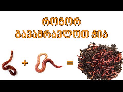 როგორ გავამრავლოთ ჭია