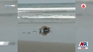 Cocodrilo sorprendió a vecinos de Parrita corriendo hacia el mar