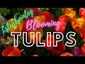 Tulips in full Bloom (Holland Bulb Farm)