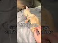 Beji is only 2 months old 💔. Burned, weak, and held in pain for days ...@YouTube #sad#cat#pets
