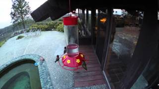 Hummingbird Smacks Into Window by High Orbit Media 529 views 8 years ago 13 seconds